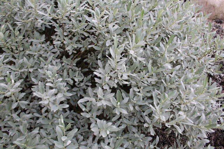 Ива швейцарская (ком)