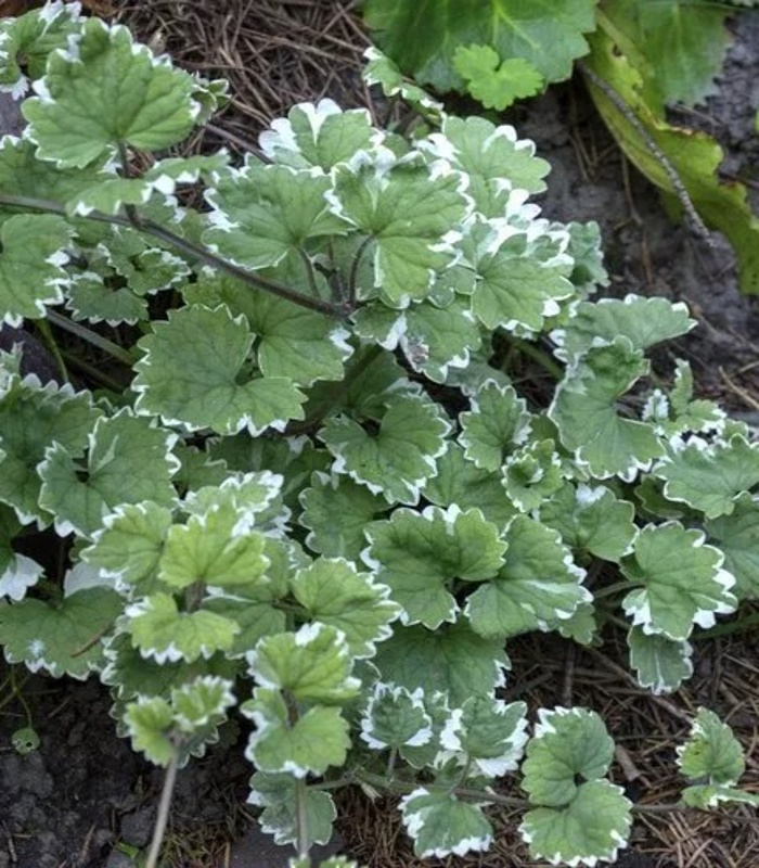 Будра плющелистная (Glechoma hederacea) «Variegata»