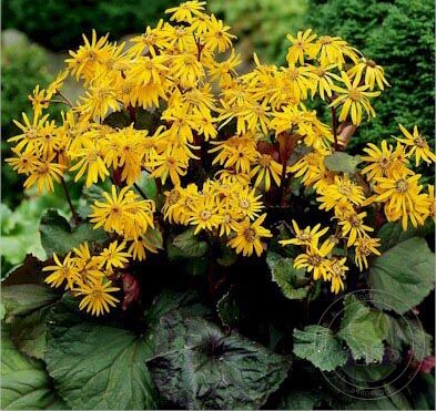 Бузульник зубчатый (Ligularia dentata) “Desdemona”