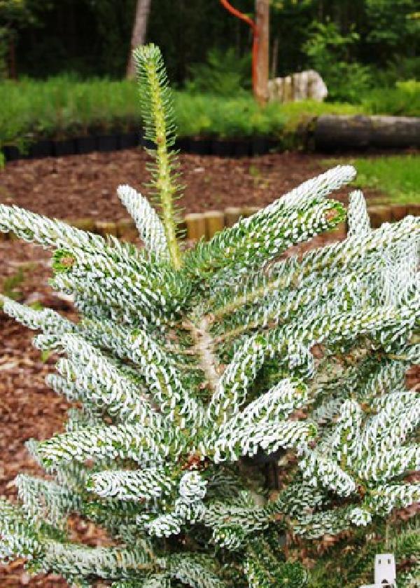 Пихта корейская (Abies koreana) "Frosty"