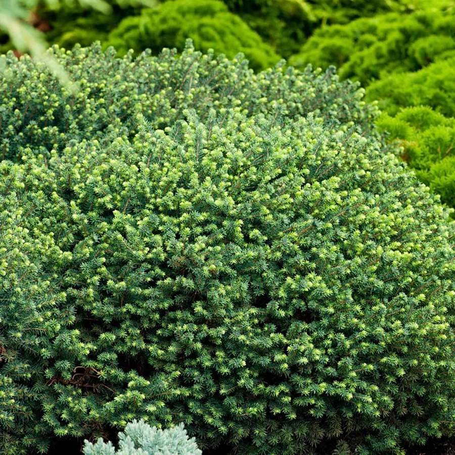 Ель сербская (Picea omorica) "Karel"