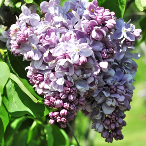 Сирень обыкновенная"Маршал Ланн"(Syringa vulgaris)