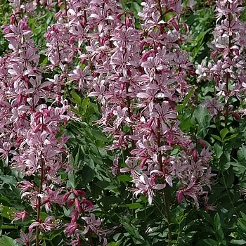 Ясенец (Dictamnus rubra)                                                «Rubra»