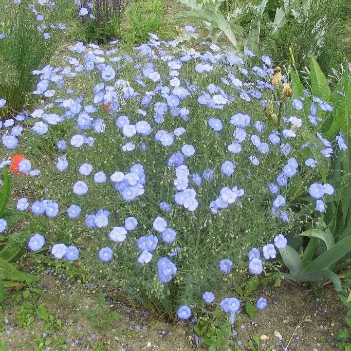 Лён голубой