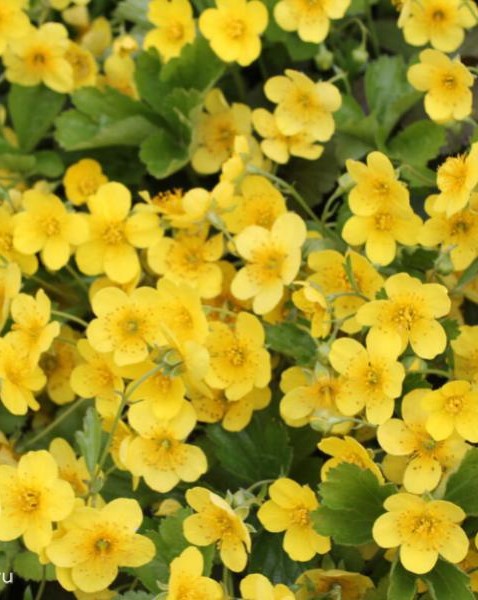 Вальдштейния тройчатая (Waldsteinia ternata)