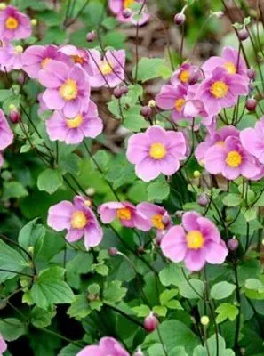 Анемона войлочная "Robustissima"