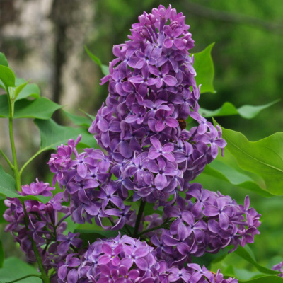 Сирень обыкновенная (Syringa vulgaris)  «Сумерки»