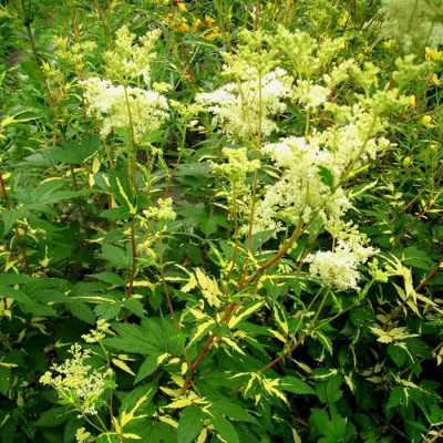 Лабазник вязолистный (Filipendula ulmaria) "Variegata"