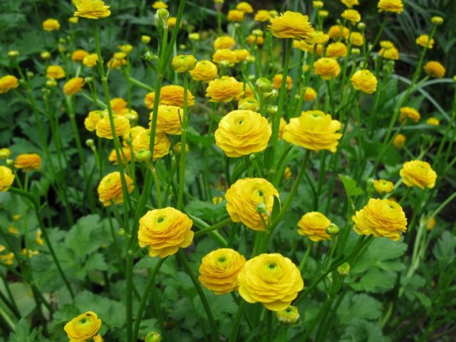 Лютик едкий (Ranunculus acris ) «Gold Rose»