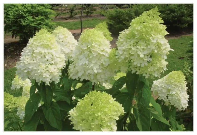 Гортензия метельчатая «Limelight Prime»