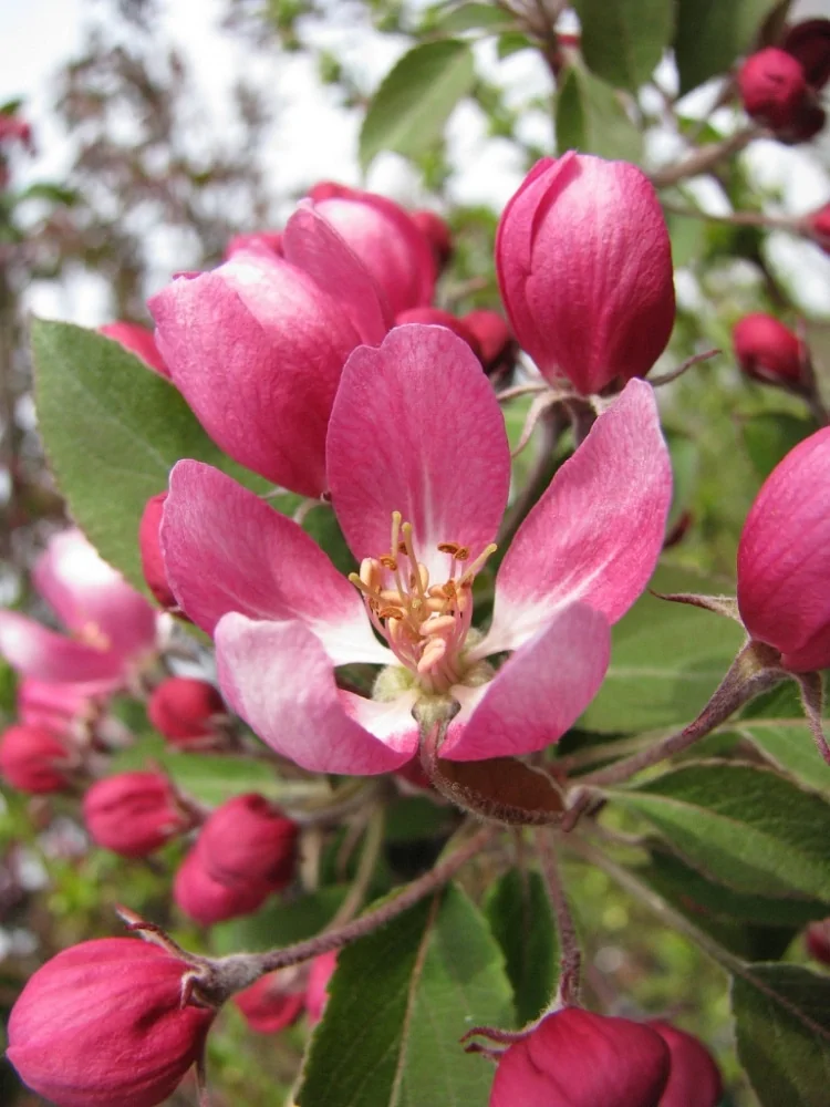 Яблоня декоративная (Malus)         Маковецкого