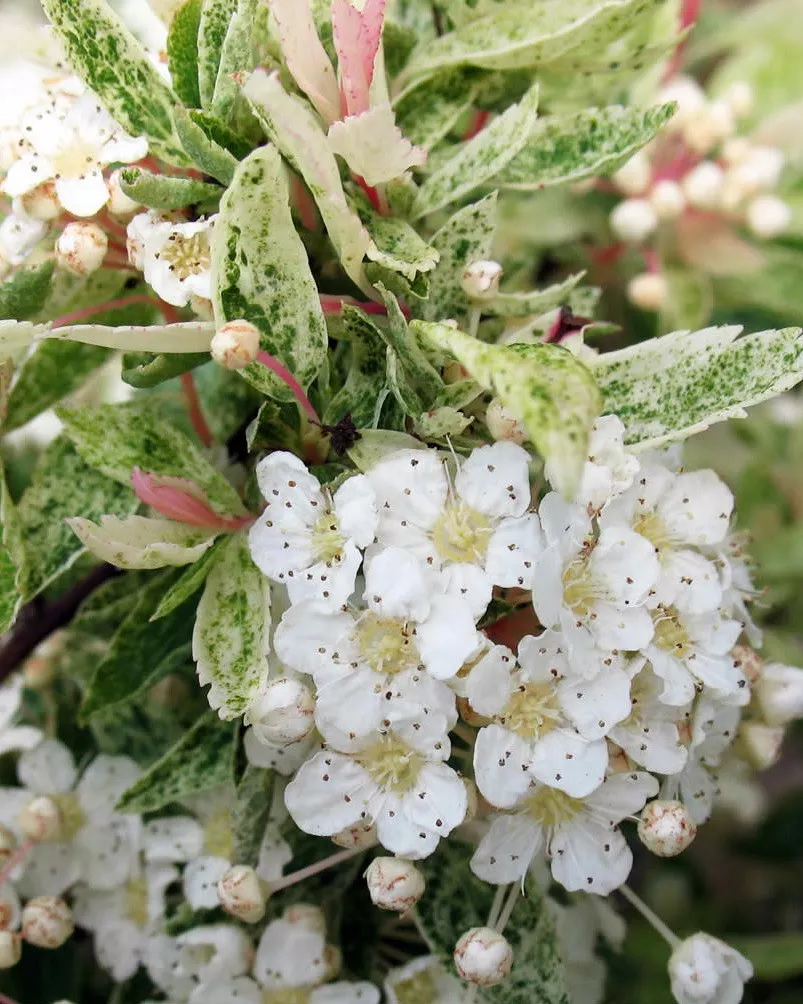 Спирея Вангутта (Spiraea vanhouttei) “Pink Ice”