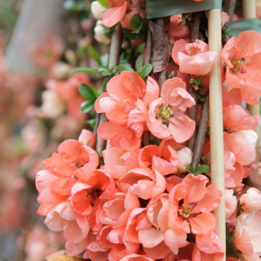 Айва японская (Chaenomeles) «Salmon Horizon»