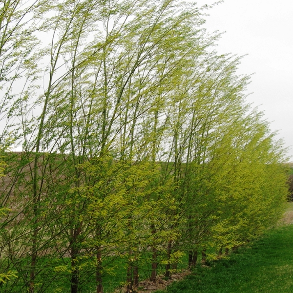 Ива «Стрела Купидона»