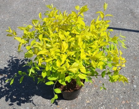 Спирея сливовидная           (Spirea) 'Goldfire'