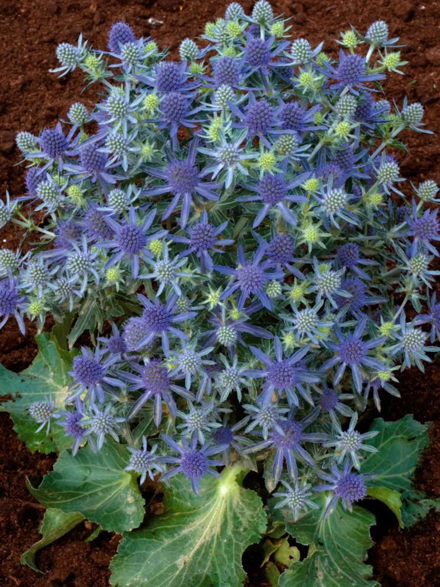 Эрингиум плосколистный «Blue Hobbit»