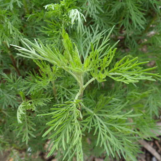 Артемизия (эстрагон,тархун) Cola Plant