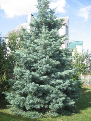 Пихта одноцветная (Abies concolor) 'Glаuca'