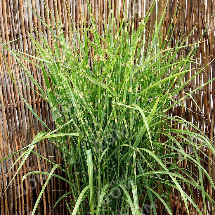 Мискантус китайский (Strictus)