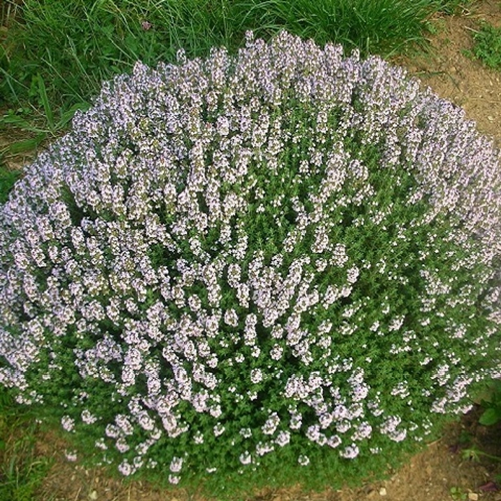 Тимьян «Fredo Strong»