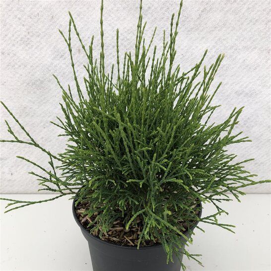 Туя западная  "Little Filly" (Thuja occidentalis)