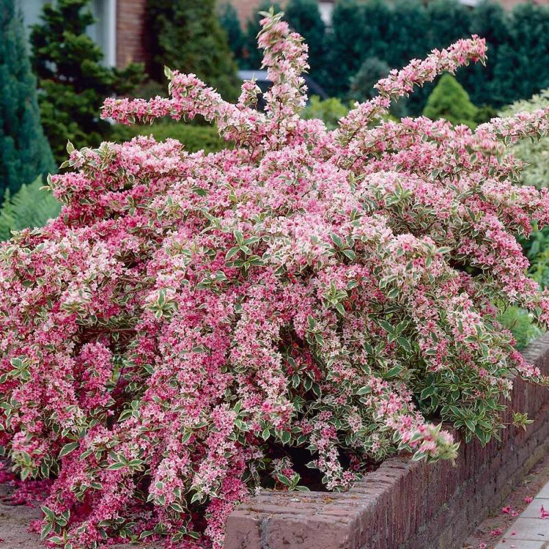 Вейгела (Weigela) “Nana Variegata”