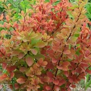 Барбарис обыкновенный (Berberis)