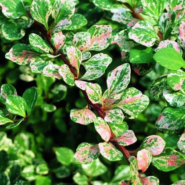 Барбарис Тунберга (Berberis thunbergii) «Silver Beauty»