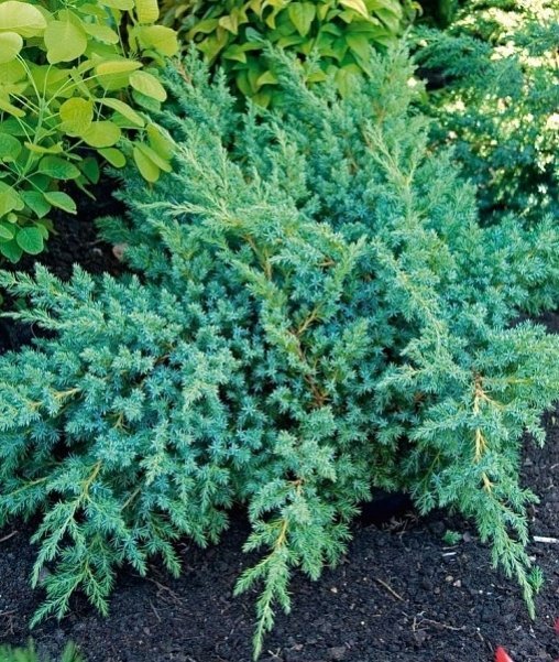 Можжевельник чешуйчатый (Juniperus squamata) “Blue Swede”