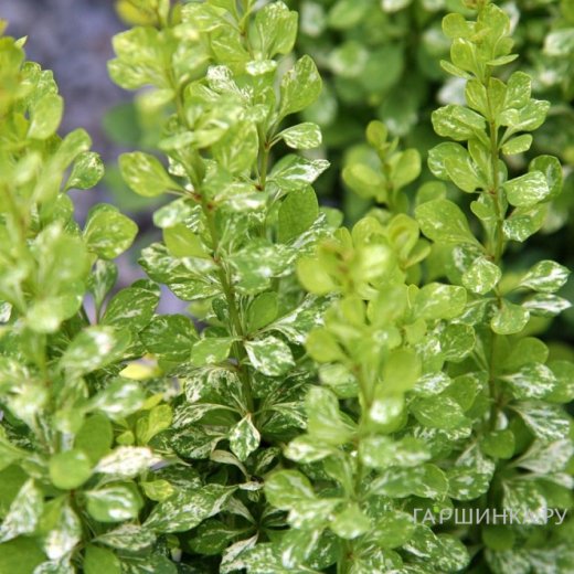 Барбарис Тунберга (Berberis thunbergii)            'Pow-Wow'