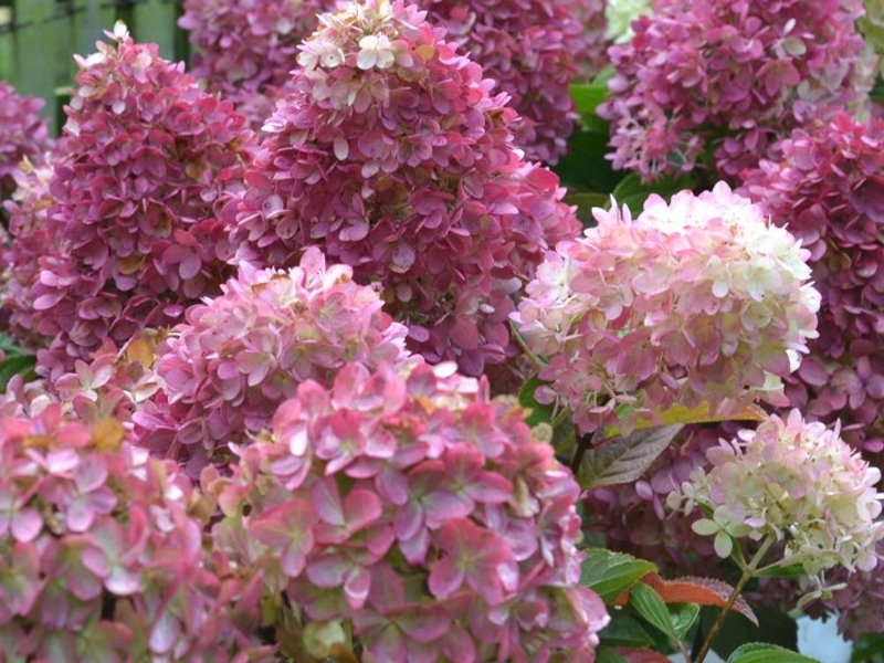Гортензия метельчатая (Hydrangea paniculata) «Gardenlight Redlight»