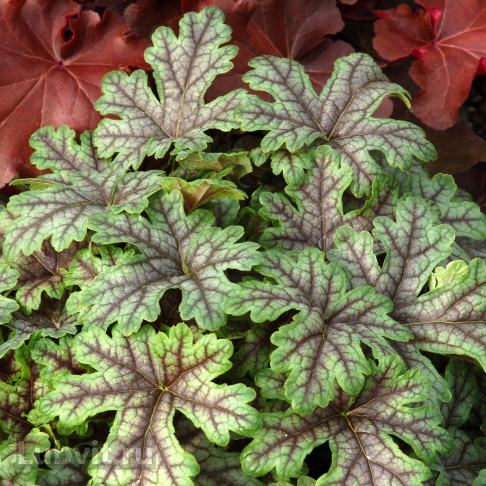 Гейхерелла (Heucherella) «Tapestry»