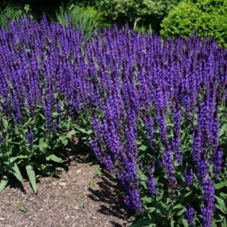 Сальвия или шалфей (Salvia) «Salvatore Blue»