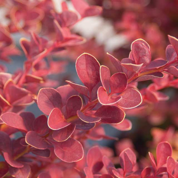 Барбарис Тунберга  (Berberis thunbergii) «BailJulia TOSCANA»