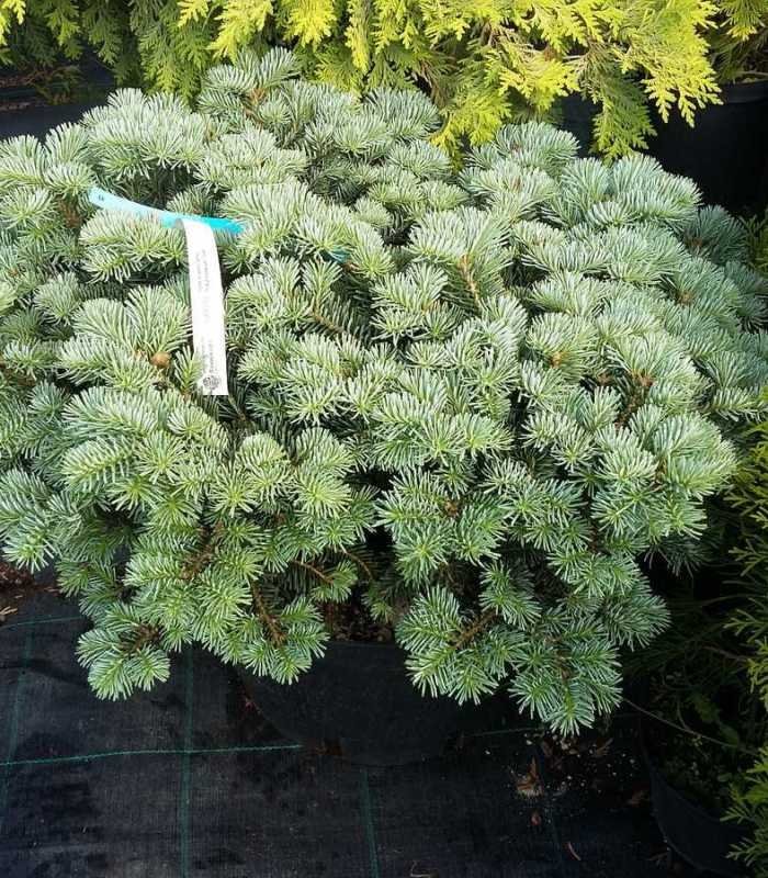 Пихта корейская (Abies koreana) «Tannja»