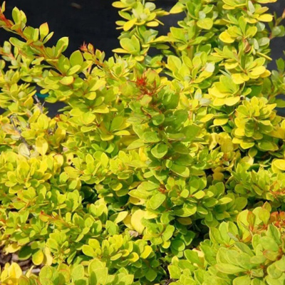 Барбарис Тунберга (Berberis thunbergii) «Sunsation»