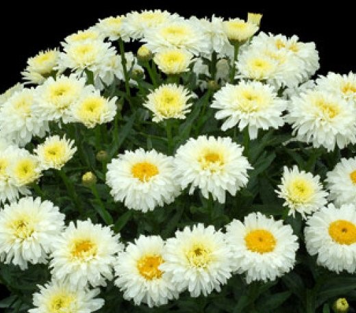 Нивяник великолепный (Leucanthemum superbum) «Macaroon»