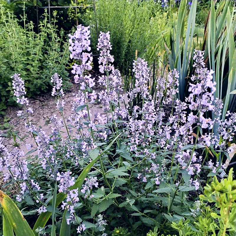 Котовник кистевидный