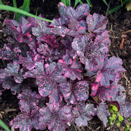 Гейхера (Heuchera)  «Midnight Rose»