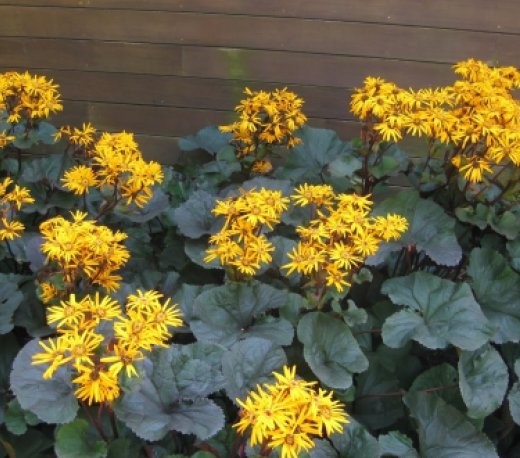 Бузульник зубчатый (Ligularia dentata) ''Twilight"