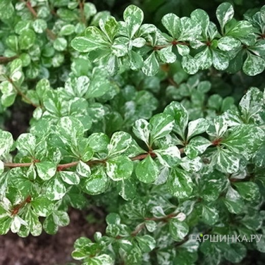 Барбарис Тунбергера (Berberis thunbergii) “Kelleriis”