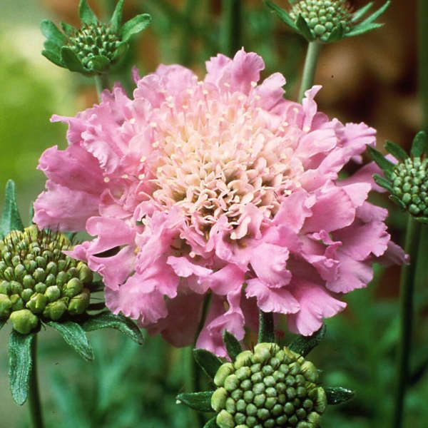 Скабиоза японская (Scabiosa japonica) Ritz Rose'