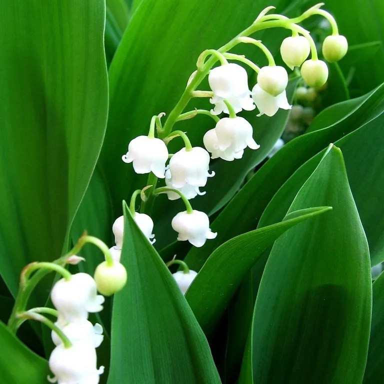 Ландыш майский (Convallária majális)