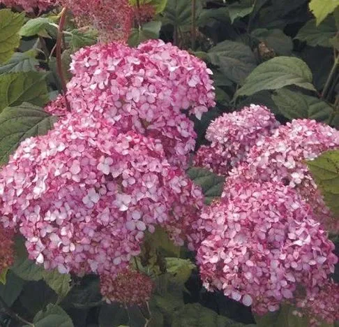 Гортензия  древовидная «Magical Pinkerbell»