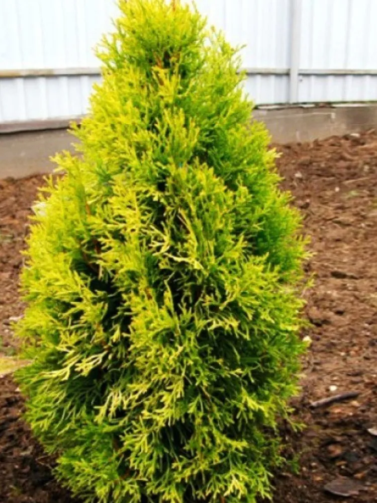 Туя западная (Thuja oссidentalis) 'Golden Anne'