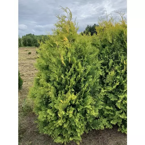 Туя западная (Thuja occidentalis) “Sunkist”