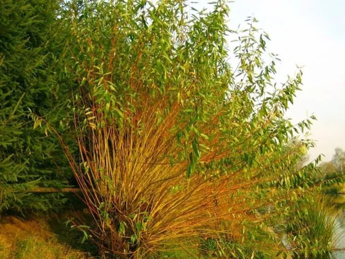 Ива гибридная (Salix) «Памяти Бажова»