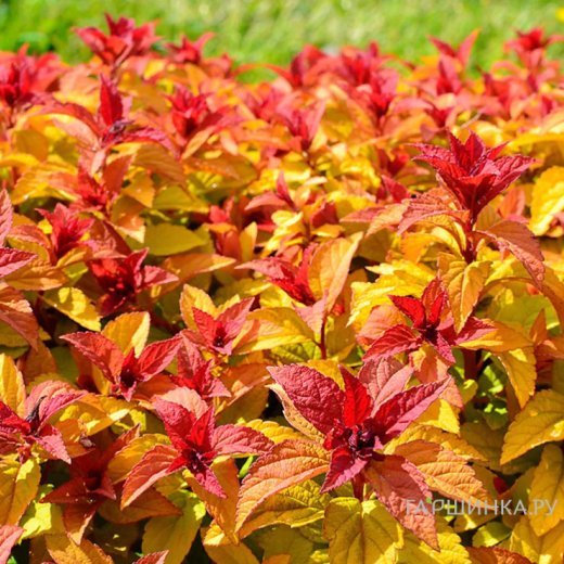 Спирея японская (Spiraea japonica) «Merlo Star»