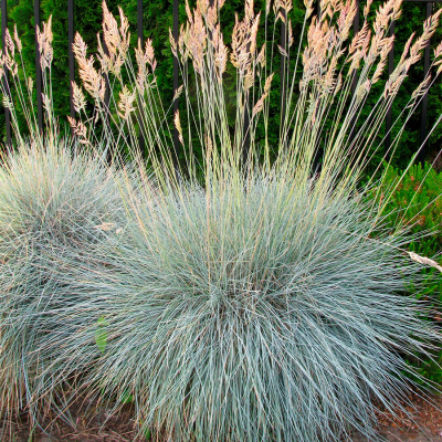 Овсяница сизая