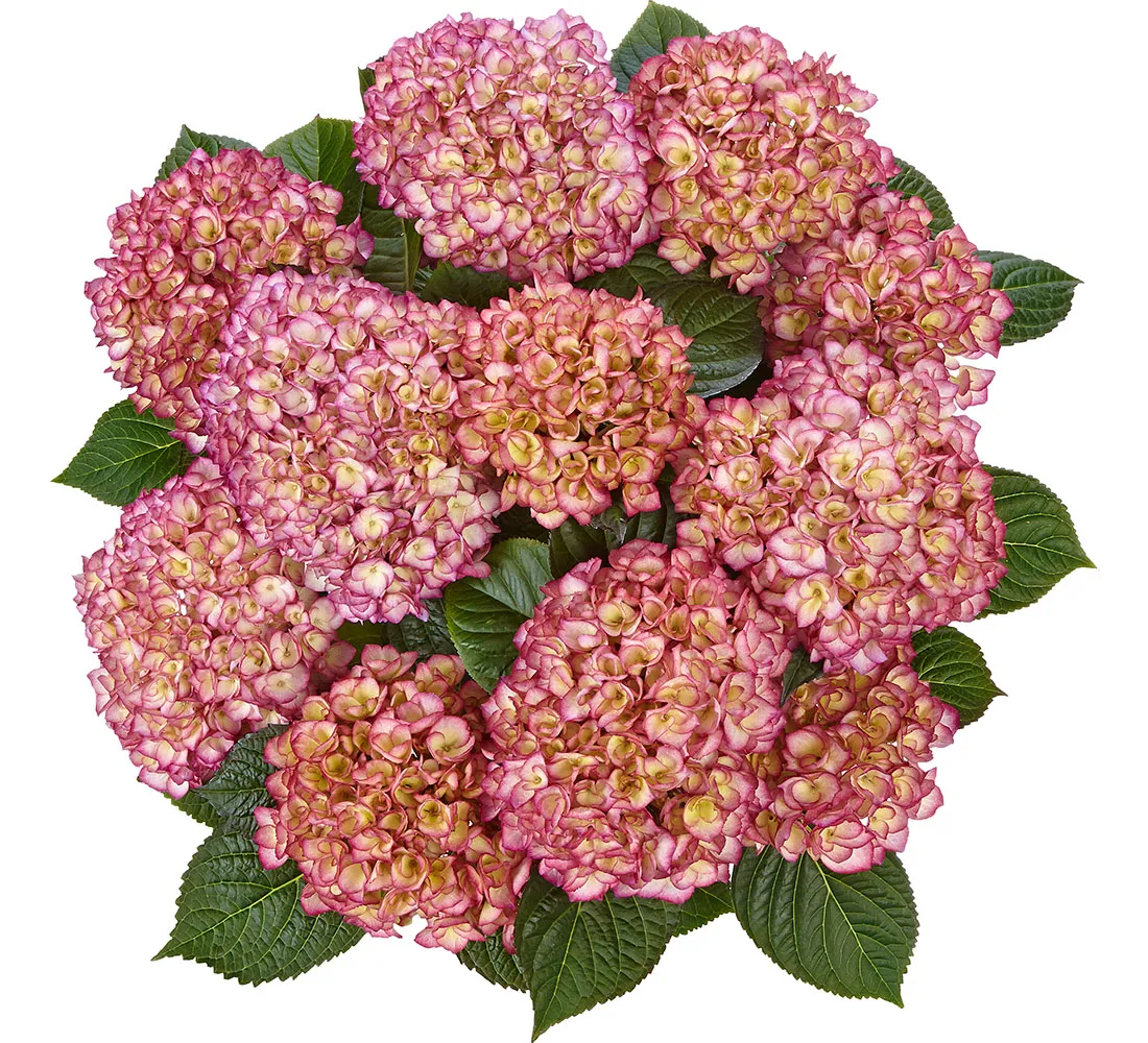 Гортензия крупнолистная (Hydrangea macrophylla)«Saxon Grafin Cosel»